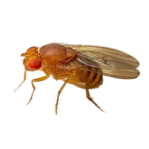 Drosophila