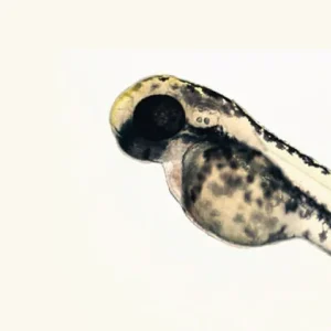 Zebrafish