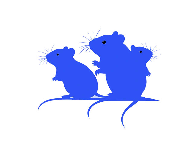 Social Interaction Arena for analyzing rodent group dynamics