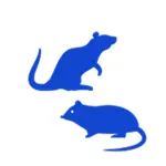Rodent interaction icon symbolizing social behavior tracking and analysis